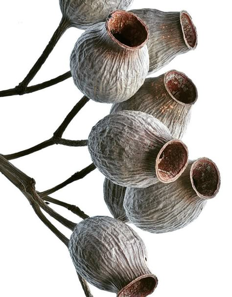 Seed Pods Art, Arreglos Ikebana, Australian Wildflowers, Australian Flowers, Australian Native Flowers, Deco Nature, Australian Flora, Botanical Artwork, Airbrush Art