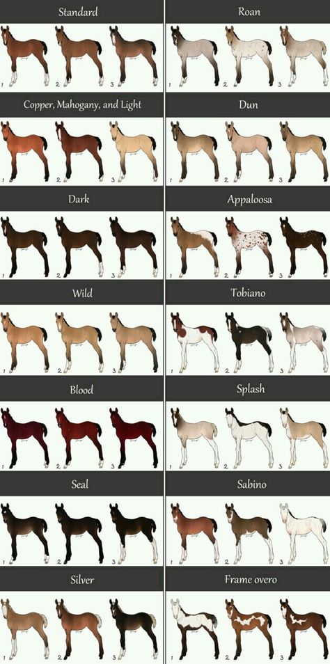 Horse Adoptables, Horse Guide, Horse Color Chart, Kelpie Horse, Horse Lineart, Blanket Appaloosa, Chocolate Palomino, Beautiful Horses Wild, Liver Chestnut