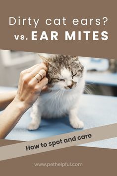 Clean Cat Ears, Cat Ear Mites, Diy Cat Ears, Cat Remedies, Senior Cat Care, Itchy Ears, Cat Health Care, Cat Hacks, Natural Cat