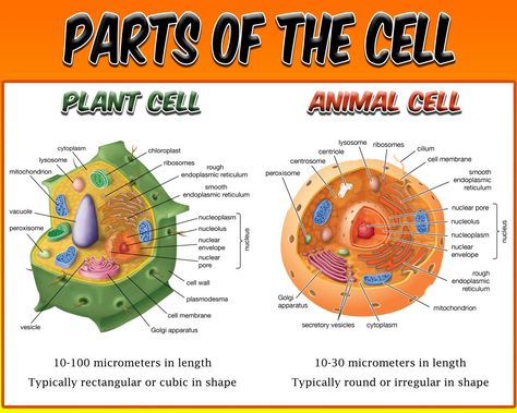 Parts of the Cell Tarpaulin Layout... Plant Cell and Animals Cell Animal Cell And Plant Cell, Plant Cell Drawing, Cell Poster, Parts Of The Cell, Cell Drawing, Tarpaulin Layout, Plant Cell Diagram, Save Water Poster, Cell Diagram