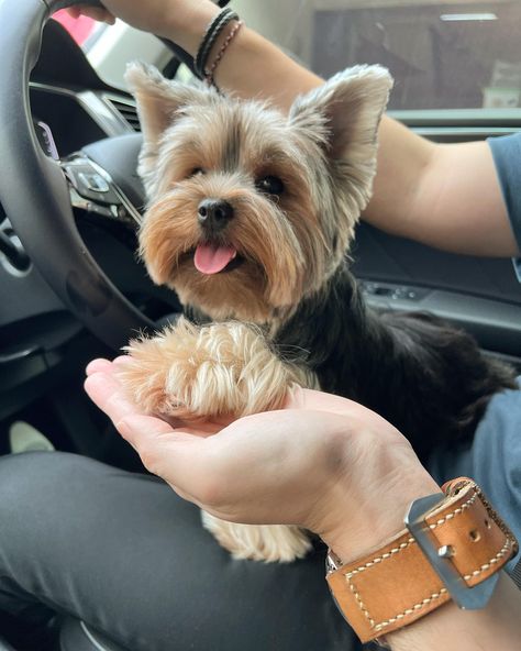 ➡️REPOST/SHOUTOUT⁠ ⁠ 🐾⁠ DM for 📷 Photo credit or removal ⁠(All rights are reserved & belongs to their respective owners)⁠ ⁠ ❤️Follow Us if you love Yorkies!❤️⁠#yorkieshoutouts   ( #📷 @tokyo_lyfe_story ) Yorkie Aesthetic, Yorkie Cuts, Mini Yorkie, Mini Puppies, Yorkie Terrier, Yorkshire Terrier, If You Love, Animal Kingdom, Yorkie