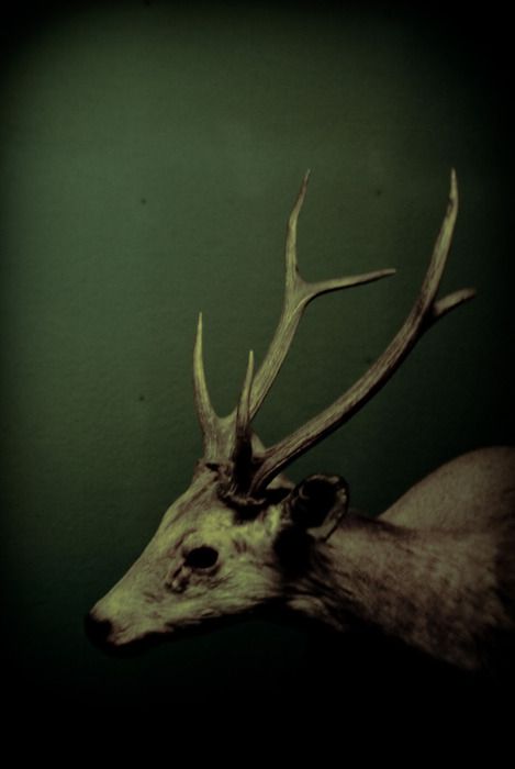 Eerie | Creepy | Surreal | Uncanny | Strange | 不気味 | Mystérieux | Strano | Dark Naturalism, Vulture Culture, Dark Green Aesthetic, She Wolf, Deer Skulls, Southern Gothic, Animal Nature, A Deer, The Secret History