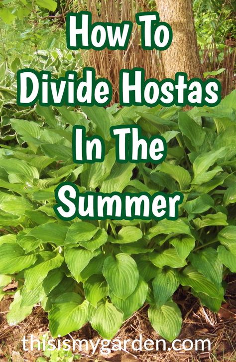 How to divide hostas and daylilies in the summer!  Multiply your landscape for free!!!! #hosta #daylilies #landscape #dividing #flowerbeds #perennials #garden #thisismygarden Divide Hostas, Hosta Care, Shade Garden Plants, Hosta Gardens, Hosta Plants, Garden Yard Ideas, Backyard Garden Design, Landscaping Tips, Daylilies