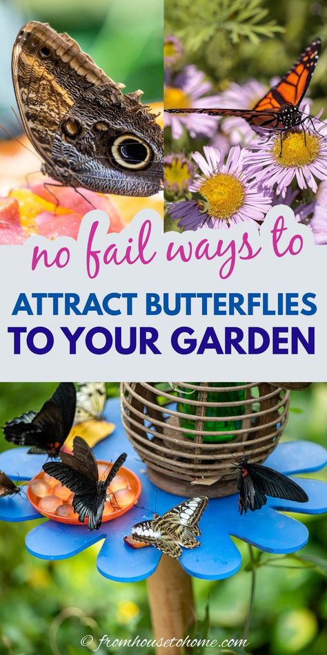 I love these tips on how to attract butterflies to your garden. So many easy ways to get more of these pollinators to visit your yard. I'm planting milkweed so I can have Monarch butterflies (and their caterpillars) in my yard. #fromhousetohome #gardening #butterflies #summerinspiration* Backyard Butterfly Garden, Butterfly Garden Ideas, Planting Milkweed, Monarch Butterfly Garden, Butterfly Feeders, Butterfly Feeder, Butterfly Garden Plants, Butterfly Garden Design, Butterfly Habitat