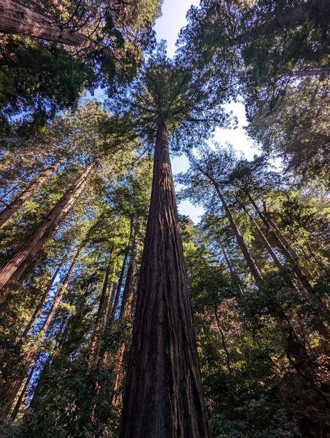 The Muir Woods National Monument in Marin County, near San Francisco, is a unique and breathtaking forest that is home to some of the tallest and oldest trees in the world. The park covers over 554 acres and is named after John Muir, a famous naturalist and conservationist who played a major role in preserving the redwoods of California. The main attraction of the park is the towering redwoods, which can reach heights of over 250 feet and are estimated to be over 1,000 years old. Muir Woods California, Muir Woods National Monument, Muir Woods, The Redwoods, Marin County, Family Days Out, Busy City, John Muir, Main Attraction