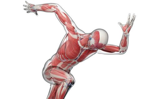 Biomechanics and Body Movement Biomechanics Study, Human Biomechanics, Functional Patterns, Human Body Drawing, Body Mechanics, Biomedical Engineering, Exercise Program, Body Movement, Connective Tissue