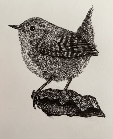 Fineliner sketch black and white wren Bird Black And White Drawing, Wren Sketch, Wren Bird Tattoo, Black Bird Drawing, Wren Illustration, Wren Drawing, Wren Tattoo, Fineliner Drawing, Stippling Drawing