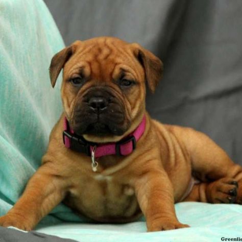 Bullmastiff Puppies, Bullmastiff Puppies For Sale, Pitbull Mastiff Mix Dogs, Mastiff Mix Dogs, All Dog Breeds, Cane Corsos, Puppy Find, Miniature Puppies, Mastiff Mix