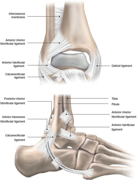 Torn Ligament In Ankle, Clinical Anatomy, Ankle Anatomy, Anatomy Lab, Joints Anatomy, Ankle Ligaments, Knee Bones, Ankle Injuries, Ankle Sprain