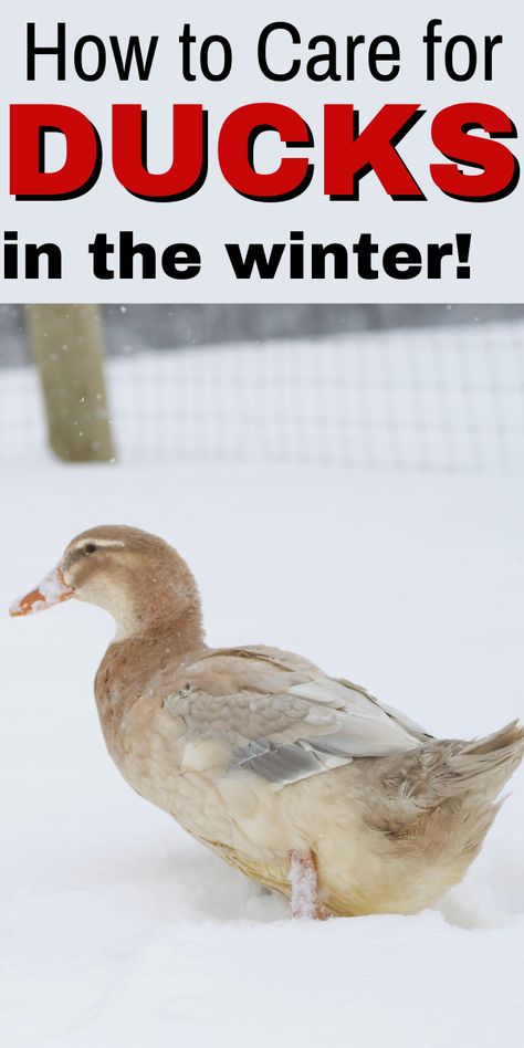 If you have never kept ducks in the winter then you might not know how to help them thrive! The Rustic Elk can help! We give you the best tips on how to keep happy and healthy ducks on your homestead in weather that is cold and unpredictable. Try this great advice this winter! #winter #ducks #raisingducks #cold #careforducks #animals Ducks In Winter Cold Weather, Duck Coop Winter, Winter Duck Waterer, Raising Ducks For Beginners, Ducks In Winter, Duck Raising, Quack Shack, Farm Ducks, Duck Waterer