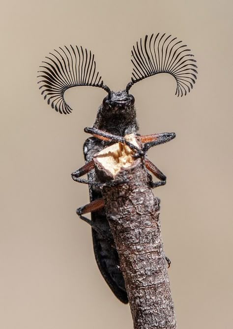 Feather horned beetle | Feather horned beetle (Rhipicera fem… | Flickr Feather Horned Beetle, Insect Inspired Fashion, Beetle Horns, Insect Fairy, Horn Beetle, Horned Beetle, Weird Looking Animals, Beetle Tattoo, Insect Photos