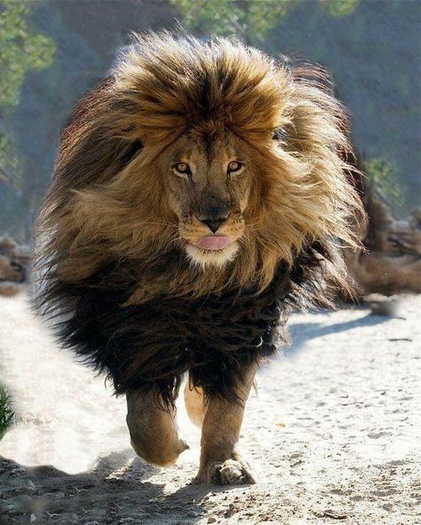 Pictures Worth More Than 1000 Words (21 images) - I Can Has Cheezburger? Cat Lion Costume, Lion's Mane Jellyfish, Dog Lion Mane, Largest Lion, Lions Mane, Wild Lion, Lions Mane Mushroom, Beautiful Lion, Lion Love