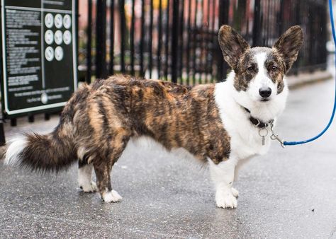 Welch Corgi, Dog Oc, Corgi Facts, Cardigan Corgi, Pembroke Welsh Corgi Puppies, Every Dog Breed, Animal Inspiration, Welsh Corgi Puppies, Dog Best Friend