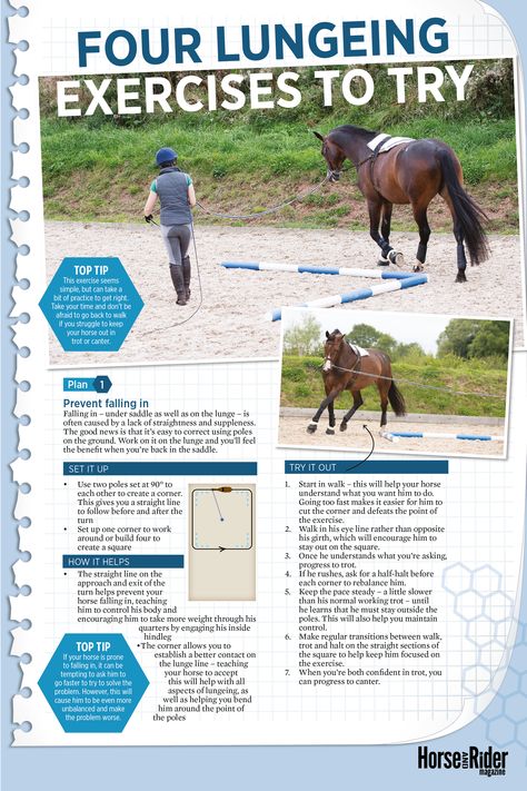 Ground Exercises For Horses, Horse Topline Exercise, Lunging Horse, Horse Lunging Exercises, Flatwork Exercises Horses, Polework Exercises Horse, Lunging Exercises For Horses, Horse Riding Exercises Flatwork, Horse Training Exercises Groundwork