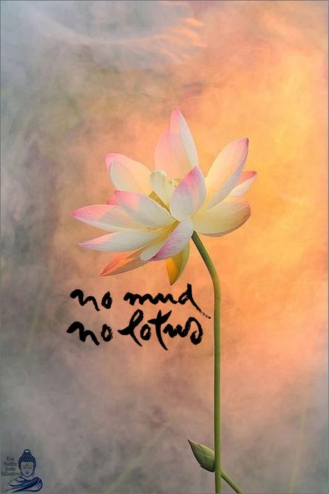 No Mud No Lotus - Thich Nhat Hanh. @bluebuddhaquotecollective #bluebuddhaquotecollective  #bluebuddha #buddha #thichnhathanh #buddhistquotes Lotus Quote, No Mud No Lotus, Zen Wallpaper, Lotus Flower Wallpaper, Lotus Flower Painting, Lotus Wallpaper, Thich Nhat Hanh Quotes, Lotus Flower Art, Lotus Art