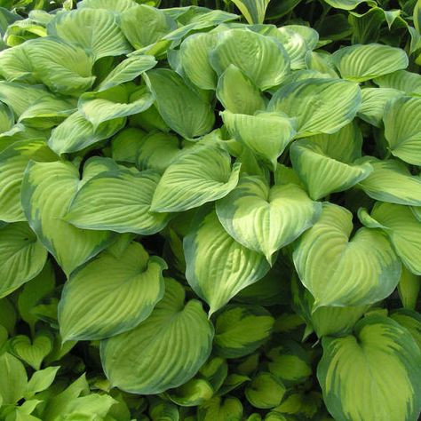 Hosta Guacamole, Variegated Hosta, Avocado Leaves, Perennial Ground Cover, Plantain Lily, Hosta Varieties, Hosta Plants, Shade Perennials, Attract Pollinators