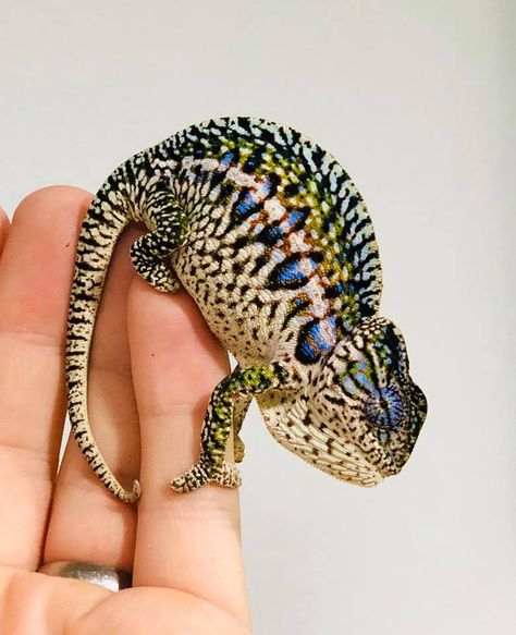 Carpet Chameleon, Snake Turtle, Reptile Room, Cute Reptiles, Chameleons, Living Art, Leopard Gecko, Baboon, Baby Dragon