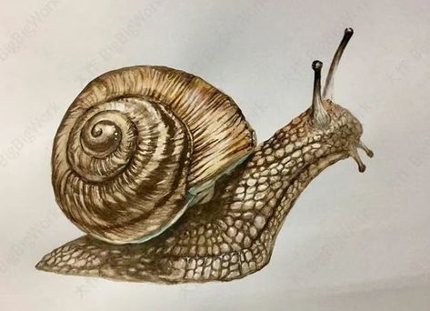 Snail Illustration Vintage, How To Draw A Snail, Snail Sketch, Snail Watercolor, Snail Painting, Snail Drawing, Snail Image, Gecko Wall Art, Snail Art