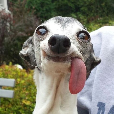 Our Weird Pooch Psy Chihuahua, Ugly Animals, Ugly Dogs, Be Weird, Be Silly, Be Crazy, Animals Funny, Silly Dogs, Funny Dog Pictures