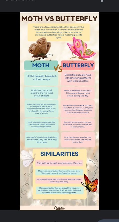 3 Winged Butterfly, Moths Vs Butterflies, Different Types Of Moths, Types Of Moths Meaning, Butterfly Infographic, Butterfly Vs Moth, Type Of Butterflies, Moth Habitat, Moth Types