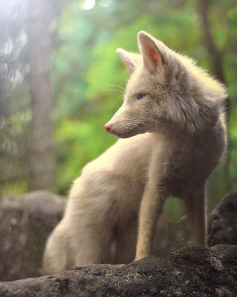 Blond Fox Fox In The Forest, Fantastic Fox, Albino Animals, Fox Pictures, Pet Fox, Wild Dogs, Cute Fox, White Fox, Animal Photo