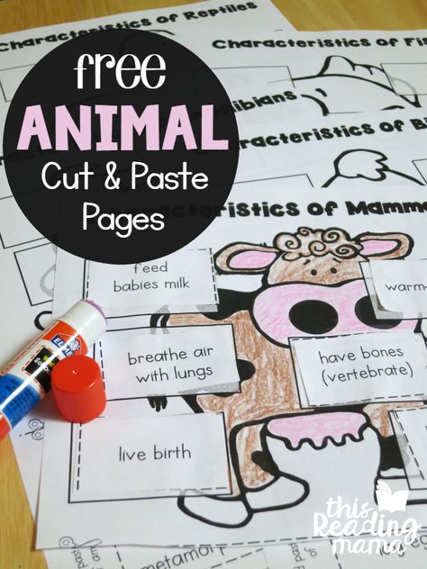 Animal Unit Study, Animal Classification Activity, Mammals Activities, Classifying Animals, Vertebrates And Invertebrates, Animal Lessons, Teaching Business, Farm Unit, Animal Classification