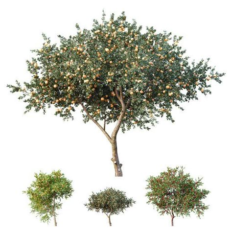 HQ Apple fruit Orange fruit Tangerine fruit tree 02 Tree Dwg, Png Landscape, Tangerine Fruit, Fruit Shrub, Tangerine Tree, Tree Cut Out, Tree Photoshop, Orchard Tree, Architectural Representation