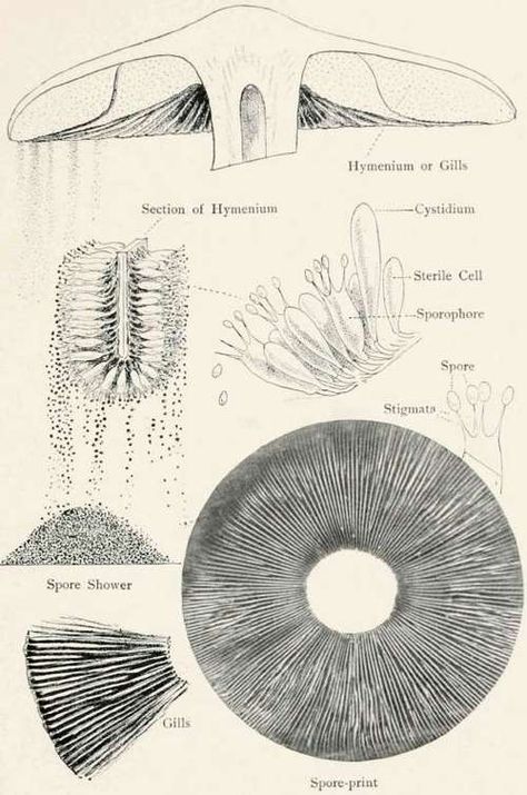 Spore Prints. Part 3 Mushroom Anatomy, Spore Prints, Mushroom Spores, Have Inspiration, Cross Section, Scientific Illustration, Illustration Vintage, Mushroom Art, Botanical Drawings