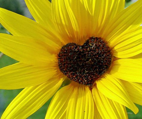 Sunflower, photographed by Janoid Heart In Nature, Sunflowers And Daisies, Sunflower Hearts, I Love Heart, Heart Images, Beating Heart, Happy Heart, Jolie Photo, Beautiful Heart