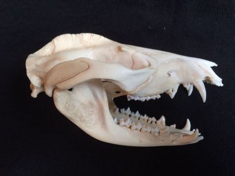 Opossum Skeleton, Opossum Reference, Opossum Skull, Opossum Skull Tattoo, Possum Skull, Opossum Side View, Possum Photo, Screaming Opossum, Raccoon Skull