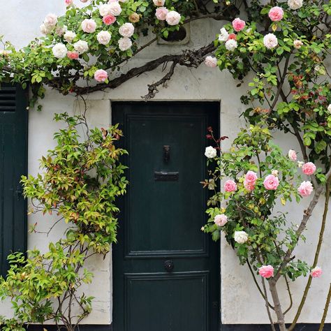 Great Heights: Roses Take On New Beauty As They Climb Over Time Front Foor, Magnolia Journal, Front House, Climbing Roses, Home Doors, Front Doors, Cottage Homes, Horticulture, Arbor