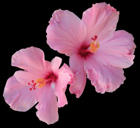 Pink hibiscus flowers Hibiscus Widget, Pink Hibiscus Flower, Pink Stuff, Pink Hibiscus, Flowers Bouquet Gift, Tropical Flower, Hibiscus Flower, Aesthetic Instagram Theme, Hibiscus Flowers