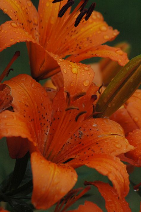 Orange Lillies Aesthetic, Orange Lily Flower Aesthetic, Lilly Aesthetic Flower, Lily Flower Aesthetic Wallpaper, Tiger Lily Aesthetic, Tiger Lilies Flowers, Lily Flower Aesthetic, Lillies Aesthetic, Flower Aesthetic Wallpaper