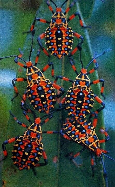 10447745_10152177187527688_1405624402609885905_n | by origamigo Pretty Bugs, Regnul Animal, Cool Insects, Cool Bugs, Beautiful Bugs, Creepy Crawlies, Arthropods, Airbrush Art, Bugs And Insects