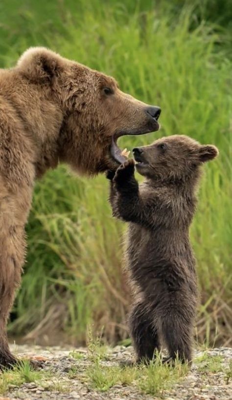 Photo Ours, Brown Bears, Bear Photos, Bear Pictures, Bear Cubs, Cute Wild Animals, Grizzly Bear, Wildlife Animals, Sweet Animals