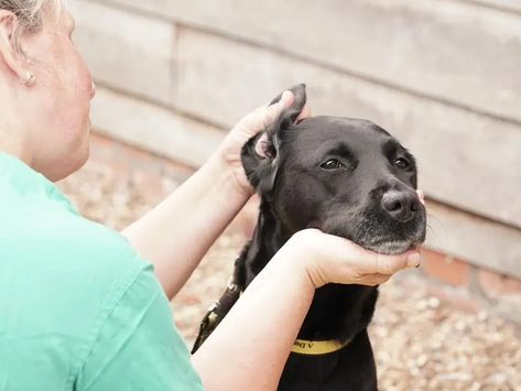 There may be times when you'll need to give your dog ear or eye drops at home. Here are our top tips on how to give your dog ear and eye drops. Clean Dogs Ears Diy, Ear Drops For Dogs, Dog Ear Sweatshirt, Cleaning Dogs Ears, Dogs Ears Infection, Ear Drops, Dog Advice, Eye Drops, Dogs Trust