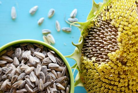 When and How to Harvest Sunflower Seeds for Eating Harvest Sunflower Seeds, Sunflower Seed Recipes, Sunflower Seed Bread, Harvesting Sunflower Seeds, Roasted Sunflower Seeds, Types Of Sunflowers, Dried Sunflowers, Growing Sunflowers, Planting Sunflowers