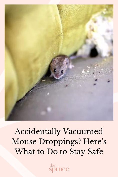 The vacuum might seem like the right tool to clean mouse poop, but it actually poses a health risk. If you've accidentally vacuumed mouse droppings, here's what you should do to minimize risks. #diypestcontrol #cleanhouse #cleaningguide #cleaninghacks #cleaningtips  #stepbystepcleaning #thespruce How To Clean Mouse Droppings, Mouse Proof Storage, How To Keep Mice Out Of Your House, Mouse Proof Pantry, Vacuum Tips, Clean Garage Floor, Mouse Deterrent, Mice Infestation, Cleaning With Peroxide