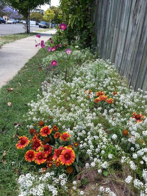 Perennial Border, Tree Base, Aromatic Plant, Native Garden, Beneficial Insects, The Nature, Front Garden, Modern Garden, Garden Paths