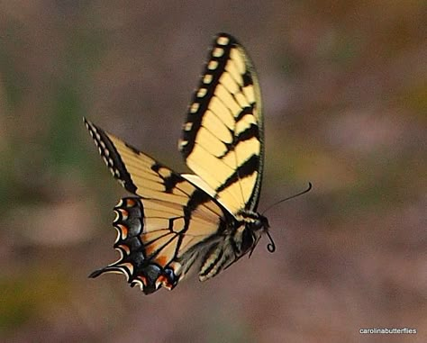 E. Tiger Swallowtail in flight Western Tiger Swallowtail Butterfly, Yellow Swallowtail Butterfly, Eastern Tiger Swallowtail Butterfly, Butterfly In Flight, Tiger Butterfly, Butterflies In Flight, Tiger Swallowtail Butterfly, Butterfly Flying, Tiger Swallowtail