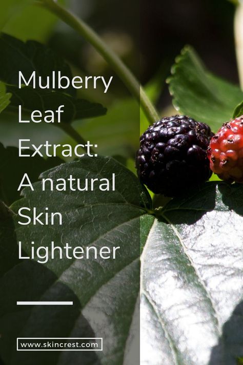 A close up of mulberries with green leaves in the background. Mulberry Leaves Benefits, Mulberry Benefits, Mulberry Recipes, Natural Skin Lightening, Mulberry Leaf, Dark Spots On Skin, Cosmetics Ingredients, Skin Lightening, Lighten Skin