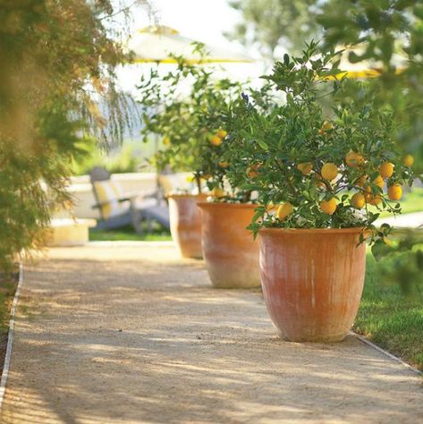 Potted lemon trees on a path at a French country home in California. Container Roses, Shea Homes, Lemon Trees, Lemon Flowers, Citrus Trees, Mediterranean Garden, Potted Trees, Orange Tree, Fruit Plants