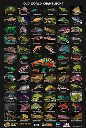 Types Of Chameleons, Insects Names, Animal Types, Prehistoric Period, Gecko Terrarium, Education Posters, Leopard Geckos, Reptile Room, Creature Ideas