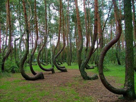 The curved trees of Romania's Hoia Baciu Forest are strangely curved! Hoia Baciu Forest, Crooked Forest, Haunted Forest, Beautiful Trees, Most Haunted, Growing Tree, Dracula, Mother Nature, Places To See