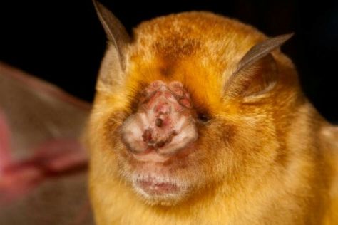 pilbara leaf nosed bat Leaf Nosed Bat, Bat Species, Human Hand, Mammals, Bat, Flight, Google Search, Make Up, Human