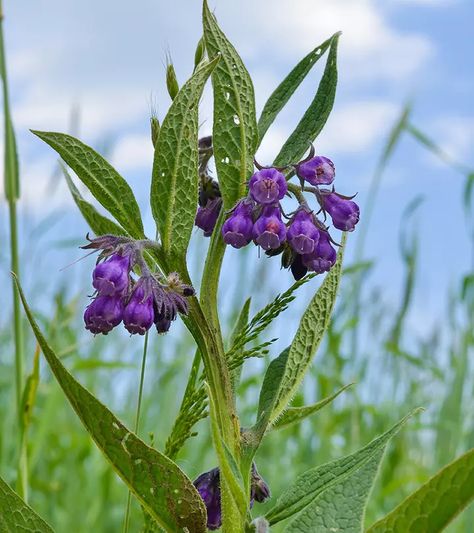 4 Benefits Of Comfrey, How It Works, & Possible Side Effects Comfrey Benefits, Best Foods For Constipation, Fenugreek Tea, Bursitis Hip, Baking Soda Benefits, Diy Coconut Oil, Bosu Ball, Best At Home Workout, Remove Dark Circles