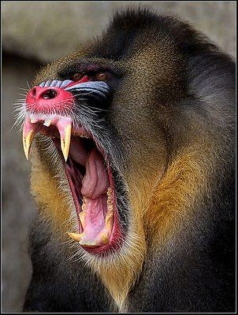 Mandrill Monkey, Black Monkey, Ugly Animals, Angry Animals, Mandrill, Wild Animals Pictures, Animal Reference, Unusual Animals, A Monkey