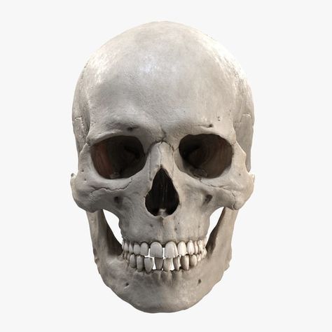 3d Anatomy, Skull Anatomy, Skull Reference, Skeleton Anatomy, Skull Model, Face Anatomy, Anatomy Models, Pottery Pots, 3d Skull