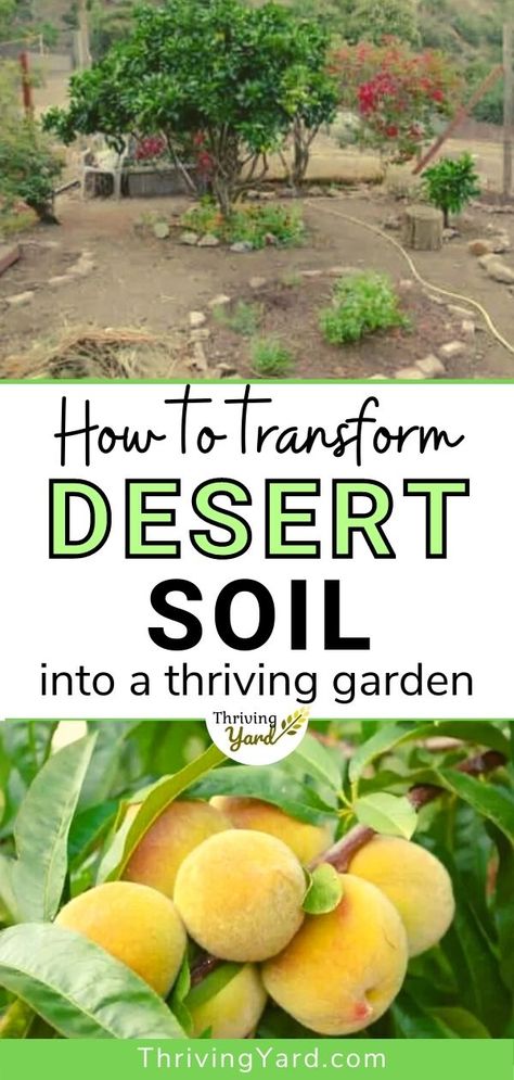 Permaculture In The Desert, High Desert Gardening California, High Desert Permaculture, Garden In The Desert, Low Desert Gardening, High Desert Homestead, Dessert Garden Ideas, Living In The Desert, Homesteading In The Desert