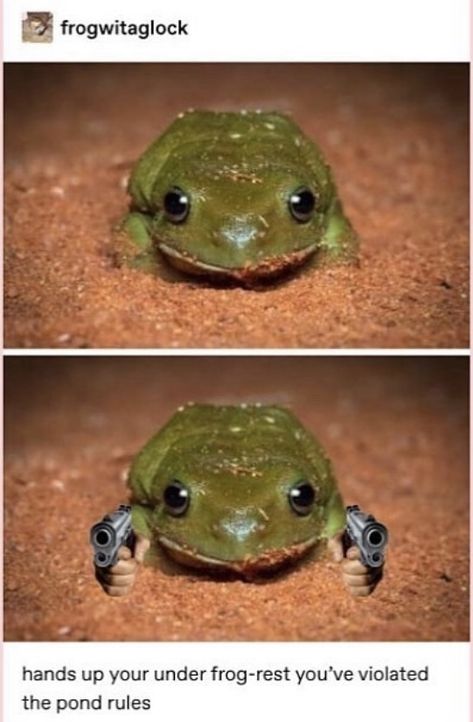 What Frog Are You, Reaction Photos, Frog Meme, Big Brain, Funny Animal Photos, Happy Pictures, Band Humor, Funny Frogs, Frog Art